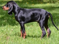 Black And Tan Coonhound thumbnail